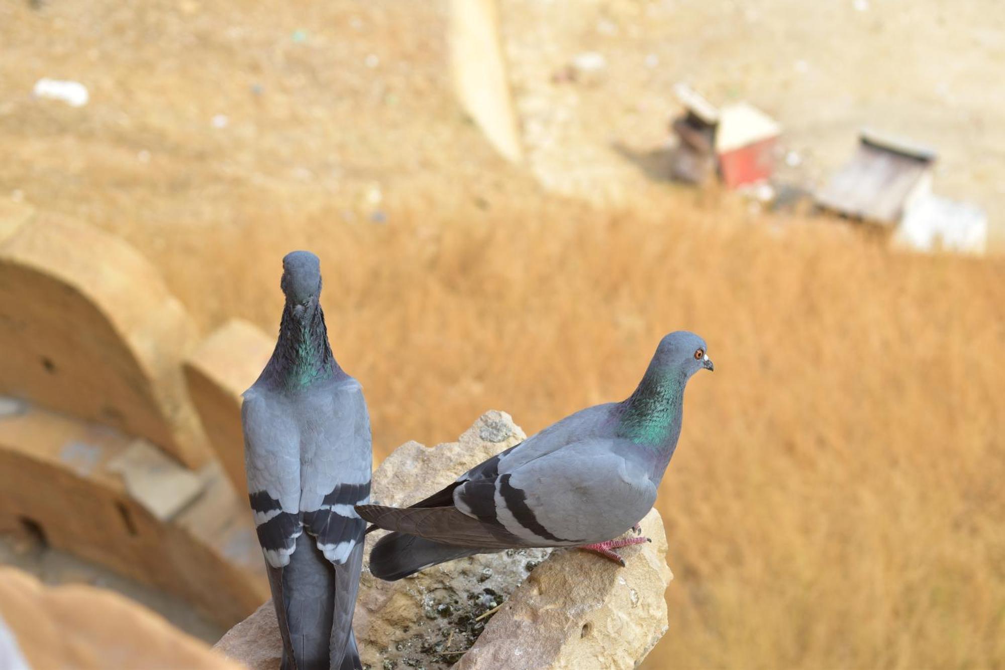 Mud Mirror Guesthouse Jaisalmer Bagian luar foto